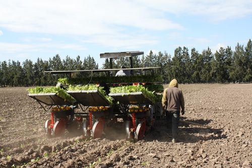 專項資金助力煙葉生產與飼料銷售，阿根廷農業迎來新發展機遇