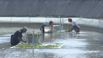 武進打造漁業轉型升級模范區，以綠色飼料驅動水產養殖高質量前行