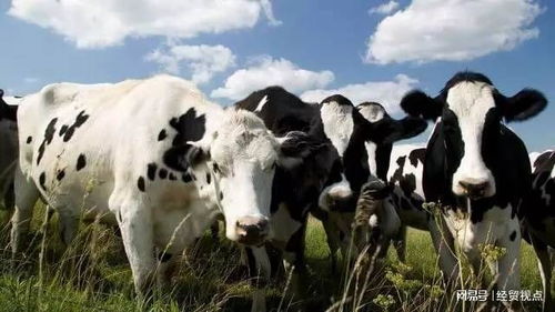 黑科技登場(chǎng) 牛胃電膠囊如何為畜牧業(yè)高質(zhì)量發(fā)展賦能并重塑飼料銷(xiāo)售格局