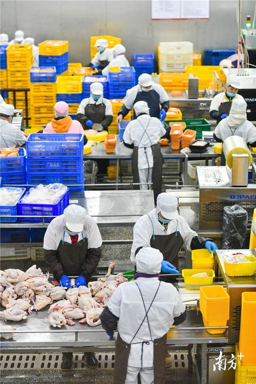 預(yù)制菜風(fēng)口下的清遠(yuǎn)機(jī)遇 發(fā)揮畜牧漁業(yè)飼料優(yōu)勢(shì)，打造粵北預(yù)制菜供應(yīng)鏈高地