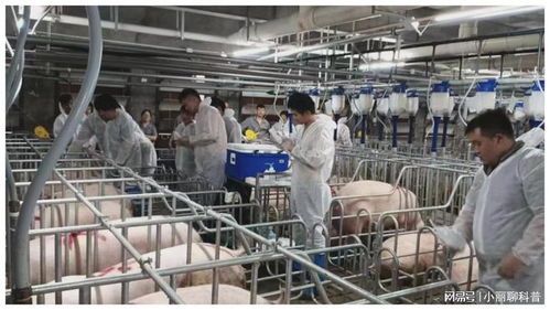 273.32億元，增長(zhǎng)5.4% 畜牧漁業(yè)飼料銷(xiāo)售穩(wěn)健增長(zhǎng)的動(dòng)力與展望