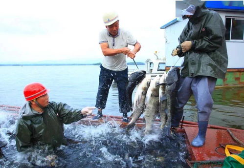 水產(chǎn)養(yǎng)殖助力鄉(xiāng)村振興 長(zhǎng)壽之鄉(xiāng)貴州印江、湖北鐘祥、貴州赤水的實(shí)踐探索與飼料銷(xiāo)售新機(jī)遇