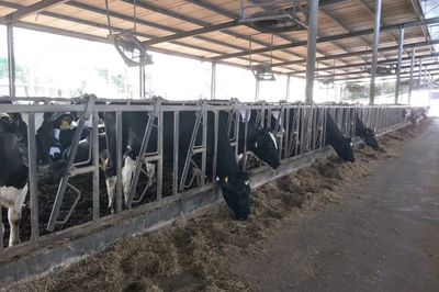 產學結合，雙向賦能 宜昌牛養殖企業調研與畜牧飼料產業發展新思考